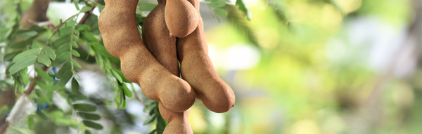 The Incredible Benefits of Tamarind for Skin